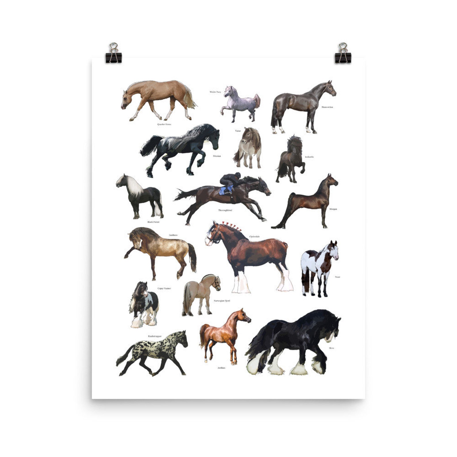 Horse Breeds Poster Illustrated Horse Wall Art Gift for Horse Lover