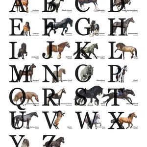 Pferderassen Alphabet / A-Z Poster | Pferdeliebhaber Geschenk | Pferderassen Druck