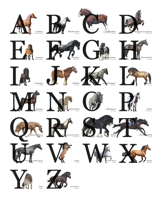Horse Breeds Alphabet / AZ Poster Horse Lover Gift Horse Etsy Ireland