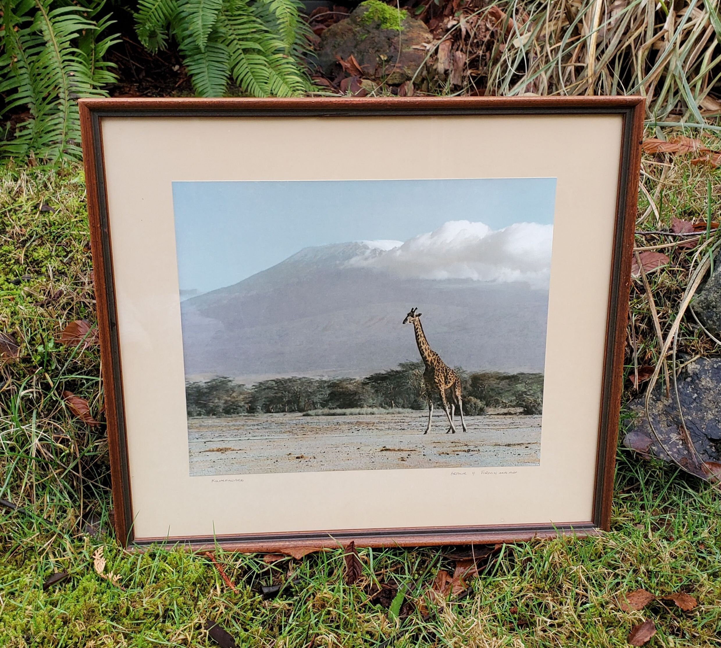 Arthur H. Firmin Hand Tinted Photograph - Giraffe at Mount