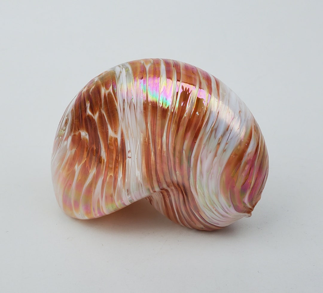Glass Eye Studio Seattle Hand Blown Nautilus Shell Paperweight
