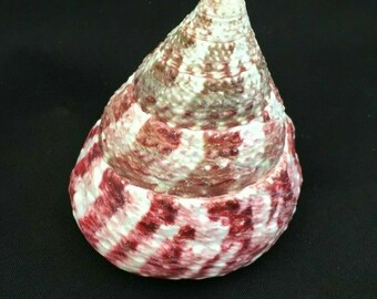 Seashells Non Polished 2 Shells With Shine Red Trochus