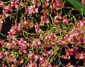 oncidium orchid