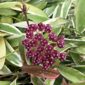 Hoya wayetii  &#39;Lori Lyn&#39;,  Newly Introduced Hoya Variety, Rooted Plants Shipped in 2.5&quot; Pot.