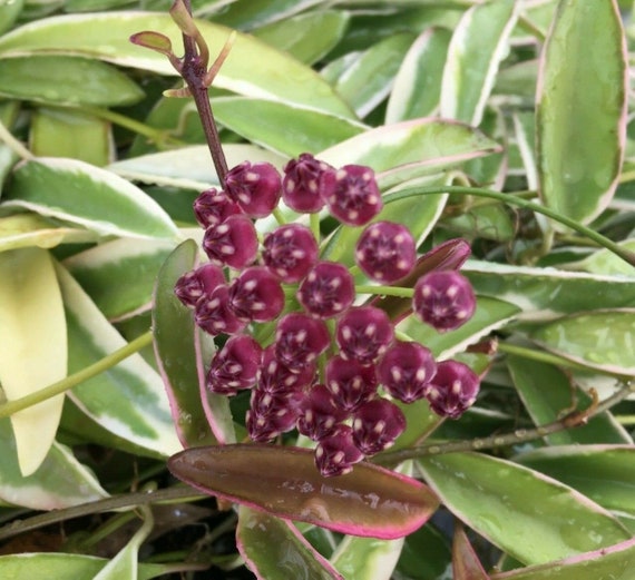 Hoya wayetii 'Lori Lyn', Newly Introduced Hoya Variety, Rooted