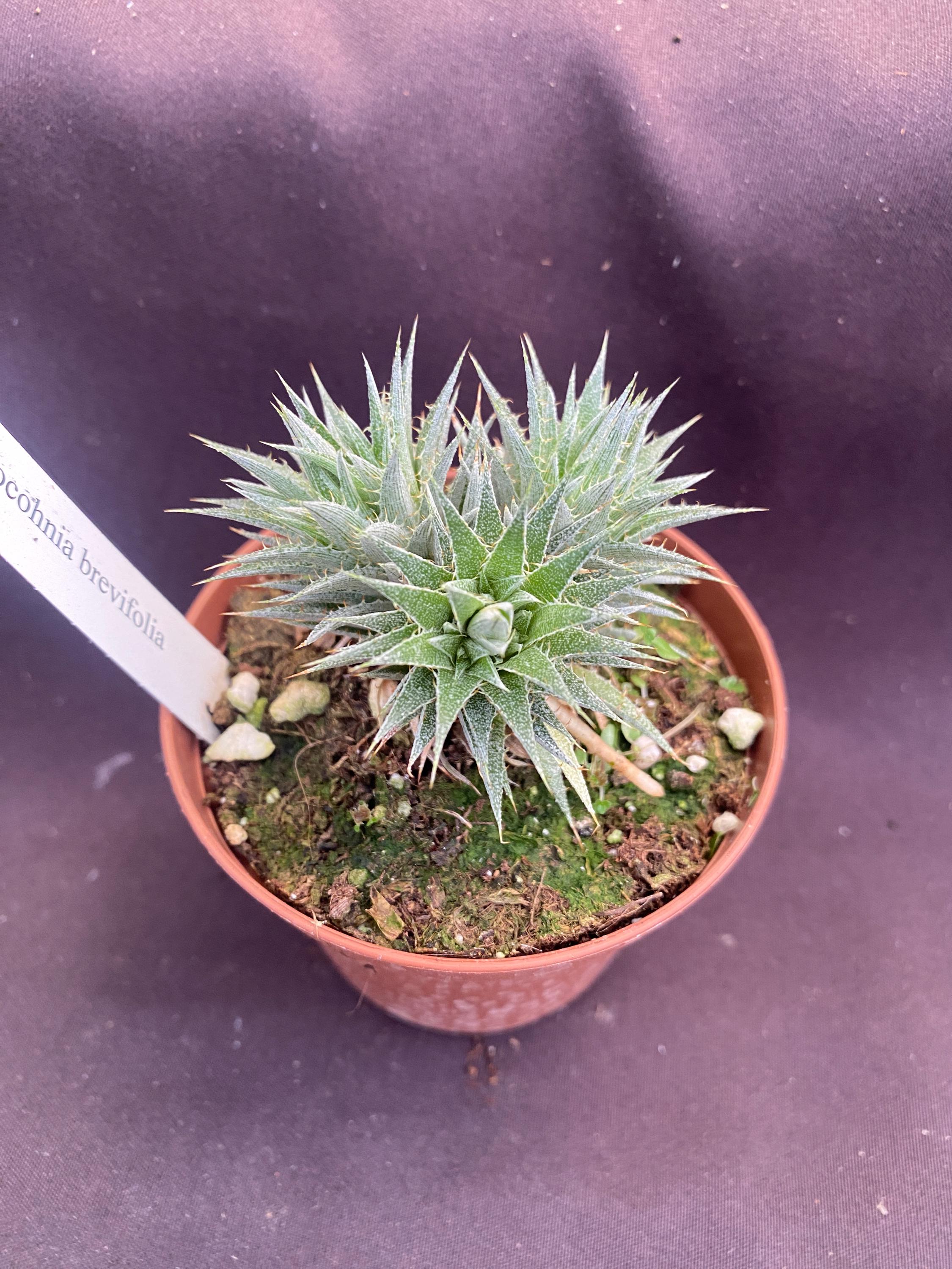 Deuterocohnia Brevifolia Dwarf Bromeliad Grows Like A Succulent 