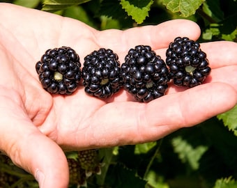 Ponca Thornless Blackberry,  Large Sweet Fruit,  Rooted Plant Shipped in 3" Pot