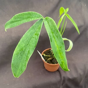 Philodendron Tripartitum, Rooted Plant Shipped in 4" Pot - Etsy Israel