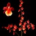 see more listings in the Orchids section