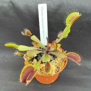 Red Dragon Venus Flytrap,  'Akai Ryu'  Rooted Plant Shipped in 2.5" Pot