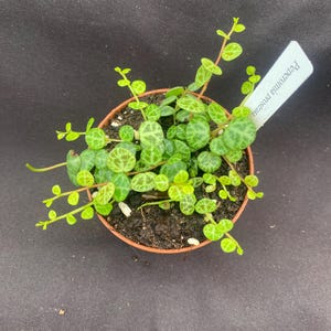May include: A small potted plant with green and white variegated leaves. The plant is labeled "Peperomia prostrata".