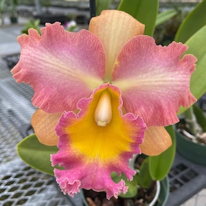 Rlc. Curtis Oda 'Volcano Queen'  Cattleya Type Orchid Plant Shipped in 2.5" Pot