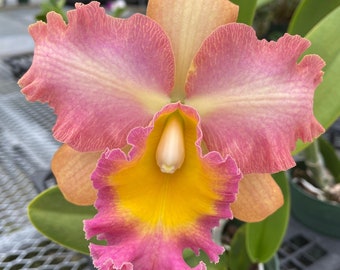 Rlc. Curtis Oda 'Volcano Queen'  Cattleya Type Orchid Plant Shipped in 2.5" Pot