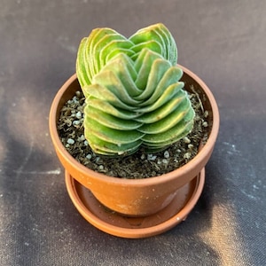 May include: A small, green succulent plant in a terracotta pot with a matching saucer. The plant has layered, rounded leaves. The pot is filled with soil and small white pebbles. The background is a dark, neutral color.