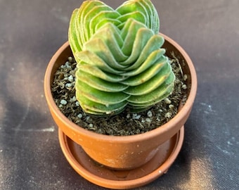 Crassula Buddha's Temple,  Tiny Succulent Plant Growing and Shipped in a Cute 1" pot with saucer.