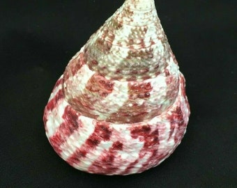 May include: A large, cone-shaped seashell with a white and pink swirl pattern. The shell has a smooth, glossy finish.