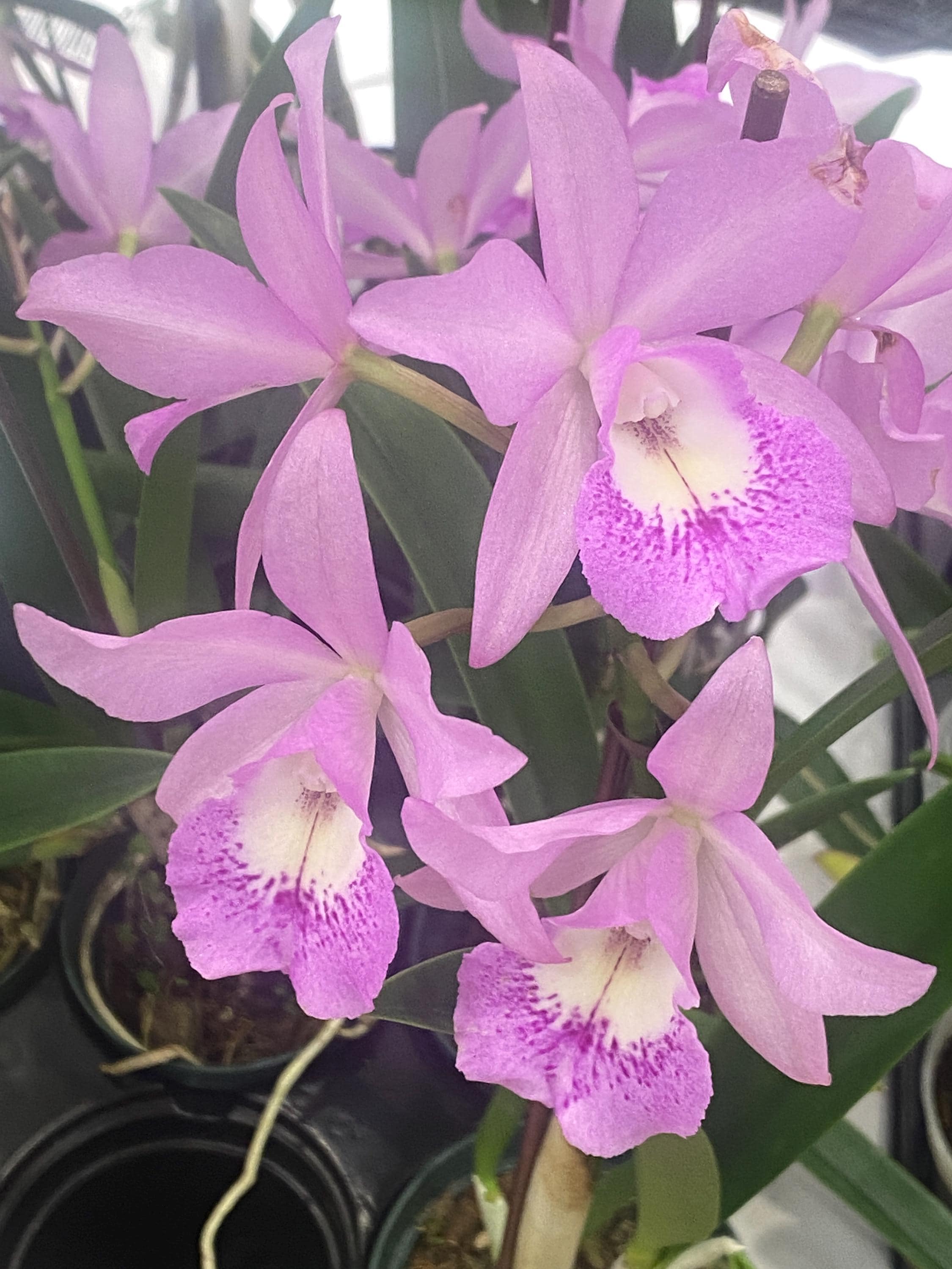 Brassocatanthe Little Mermaid 'janet', Fragrant Cattleya Type