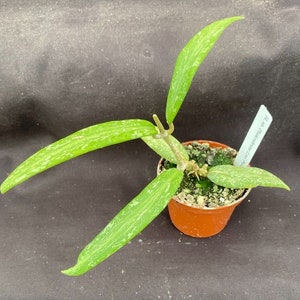 May include: A small potted plant with long, light green leaves speckled with lighter green markings. The plant is in a small brown pot, and a white tag with text is visible. The background is a dark gray.
