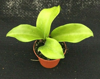 Hoya Dr. IBOK, Hoya Hybrid, Rooted Plant Shipped in 2.5" Pot,