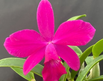 Cattleya Miyuki Little King.  Blooming Size Miniature Cattleya Orchid Shipped in 4" Pot, Free Shipping by Priority Mail