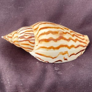 Zebra Spiral Snail Shell,  Voluta loroisi,  Beautiful Striped Seashell.