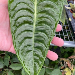 Anthurium veitchii &#39;The King&#39;  Spectacular Growing Anthurium,  Rooted Plant Shipped in 3&quot; Pot