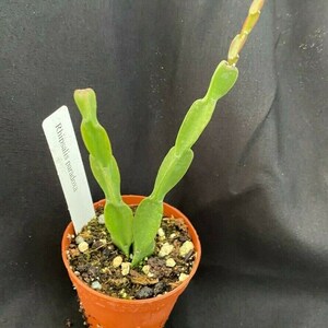 Rhipsalis paradoxa,  The Chain Cactus, Two rooted plants shipped in 2" Pot