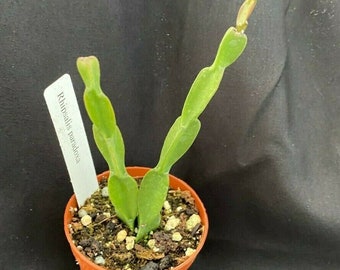 Rhipsalis paradoxa,  The Chain Cactus, Two rooted plants shipped in 2" Pot