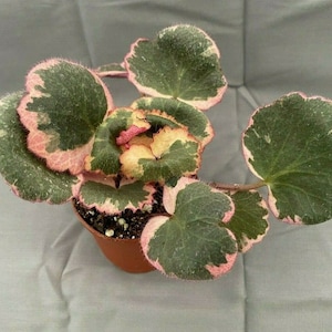 Begonia Variegata - Etsy