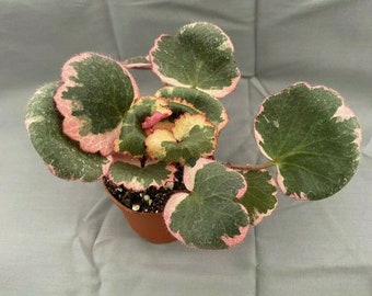 Variegated Strawberry Begonia, Saxifraga stolonifera Variegata, Shipped in 2" Pot