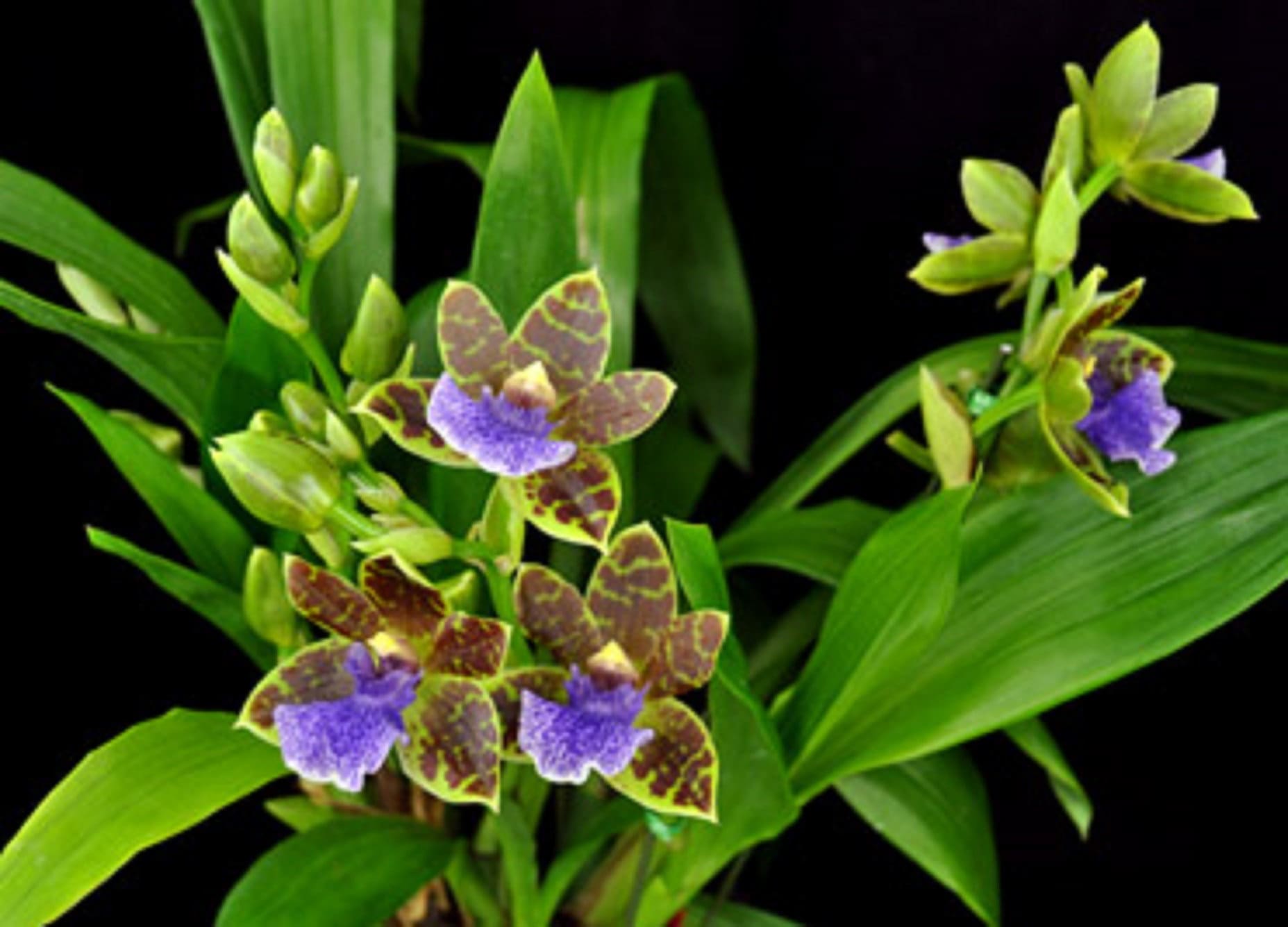 Zygopabstia Dragon Kitten 'purr' Orchid Plant Shipped in 2.5