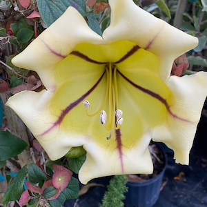 May include: A large, pale yellow flower with dark purple veins and a yellow center. The flower has five petals and is in full bloom.