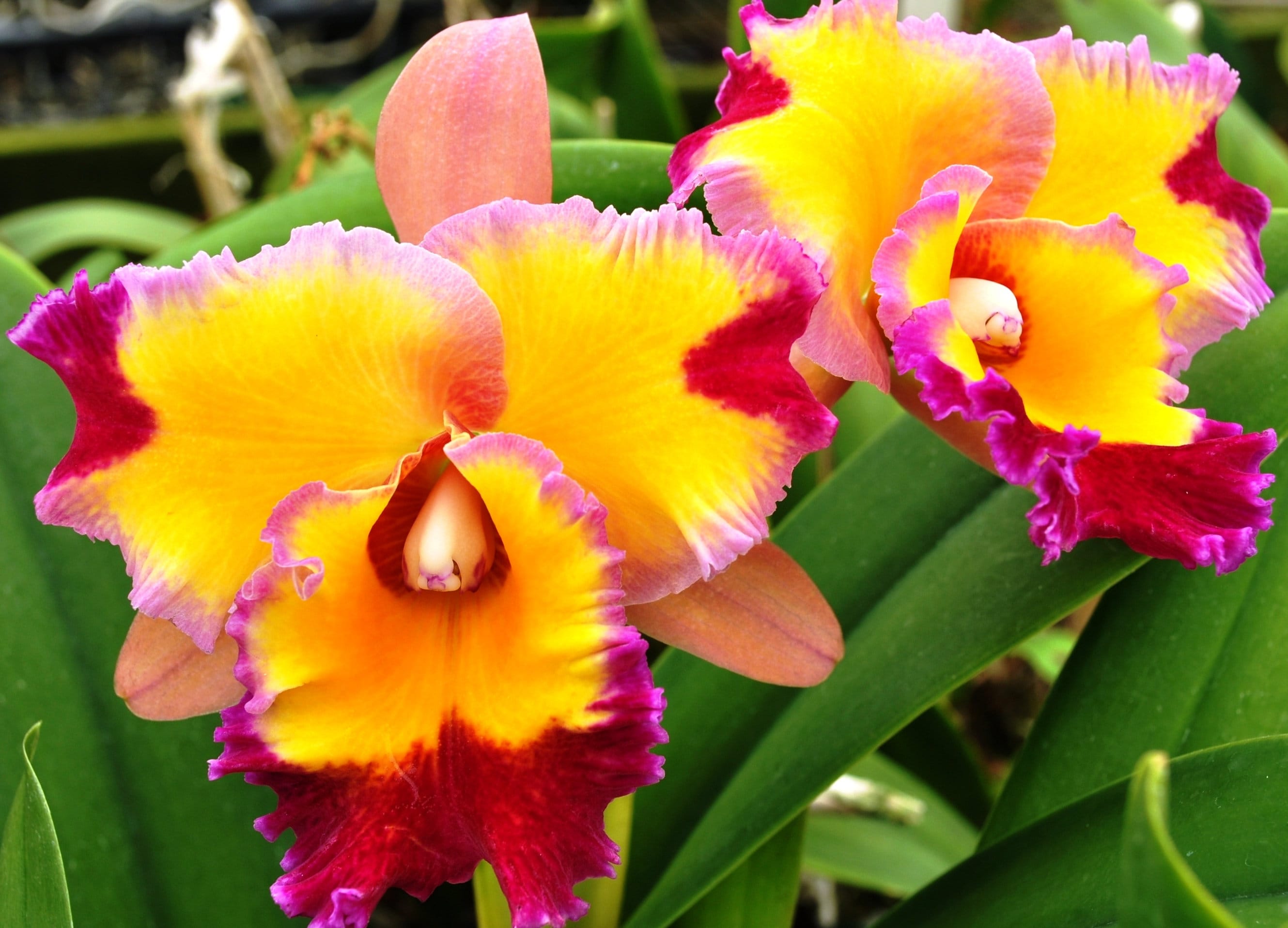 Rlc. Dick Smith 'paradise' Cattleya Orchid Plant Shipped in 2.5