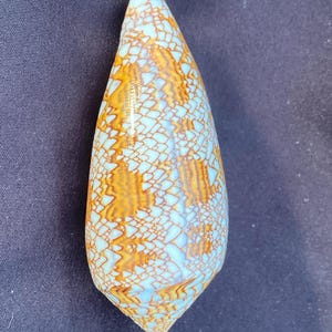 May include: A light blue and brown seashell with a intricate pattern. The shell is pointed at both ends and has a smooth, glossy finish.