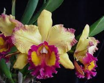 Rlc. Hausermann's Starfire 'Times Square',  Cattleya Type Orchid Plant Shipped in 2.5" Pot