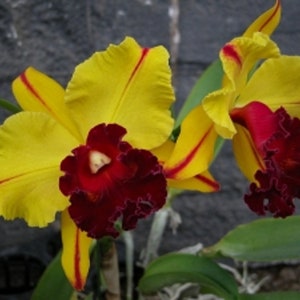 il_300x300.5915474254_plqu.jpg
