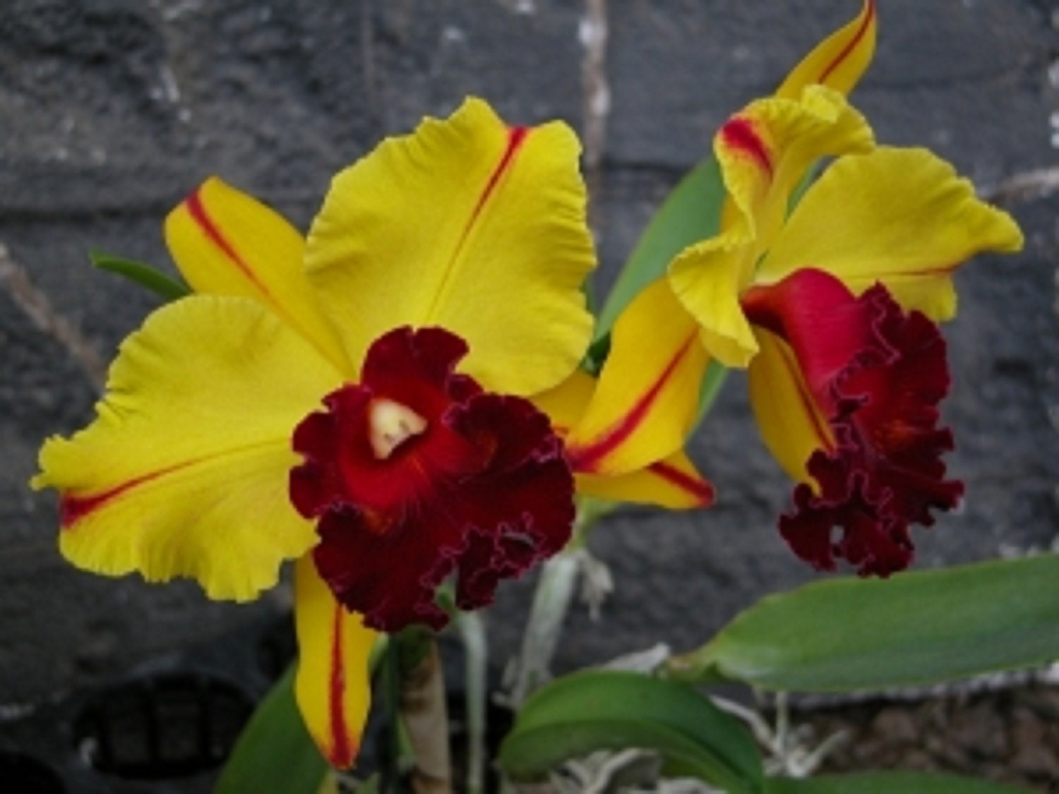 Rlc. Toshie Aoki 'pizazz' AM/AOS. Cattleya Type Orchid Plant