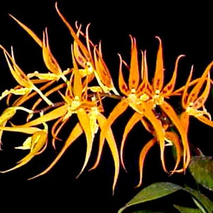 May include: Close-up of a cluster of exotic orange orchids with long, slender petals and a dark background. The flowers have a unique, spiky appearance, with some yellow accents. The image highlights the intricate details of the blooms.