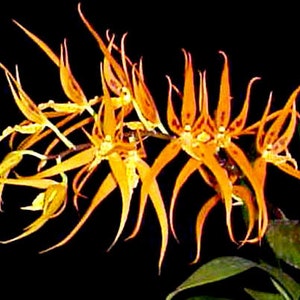 Brassia Orange Delight 'Hilo Sunrise'  Rare Orchid Plant Shipped in 2.5" Pot