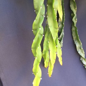 Hurricane Cactus,  Lepismium cruciforme var. Spiralis, Rooted Plant Shipped in 2&quot; Pot