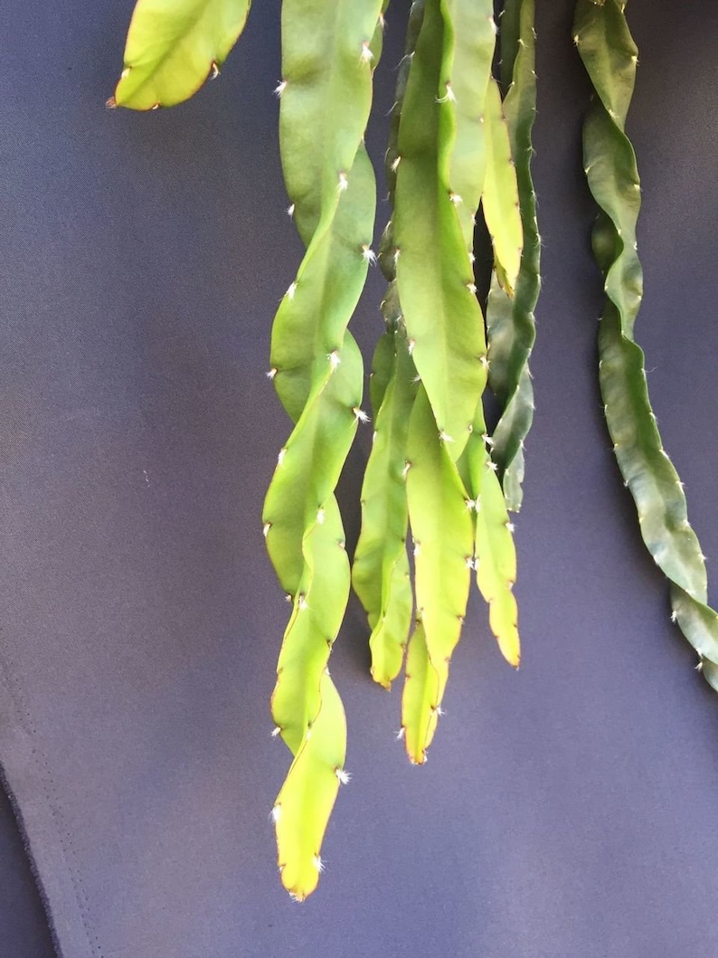 Lepismium cruciforme Spiralis
