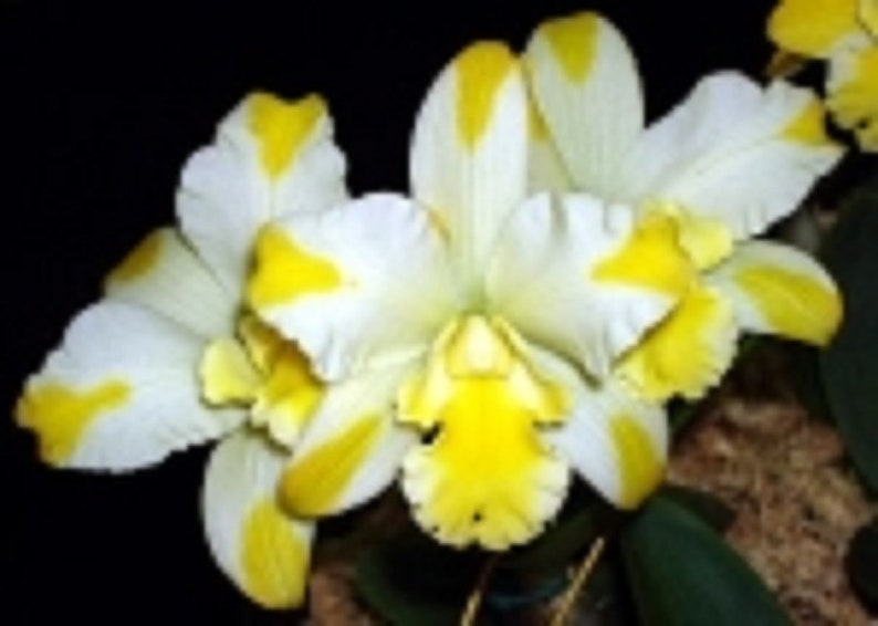 Rth. Solar Flare 'Paradise' Cattleya type orchid Plant Shipped in 2.5 Pot image 1