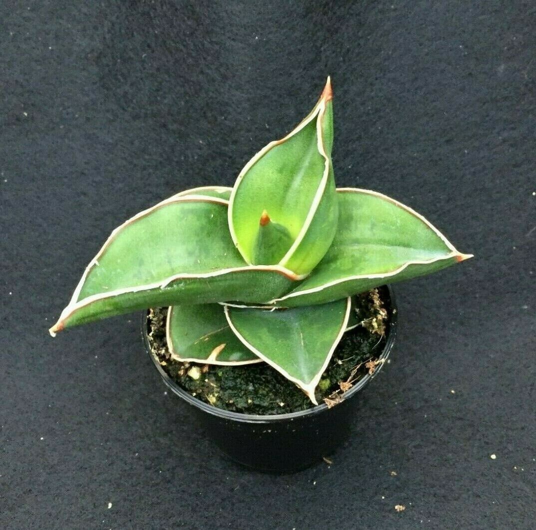 Sansevieria Ehrenbergii Samurai Dwarf Succulent Etsy Singapore