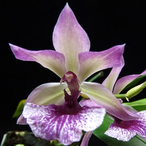 Zygonisia Cynosure &#39;Blue Birds&#39;,  Fragrant, Orchid Plant Shipped in 2.5&quot; Pot