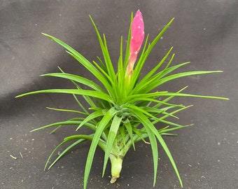 Tillandsia tenuifolia 'Emerald Forest'  Easy to Grow Air Plant