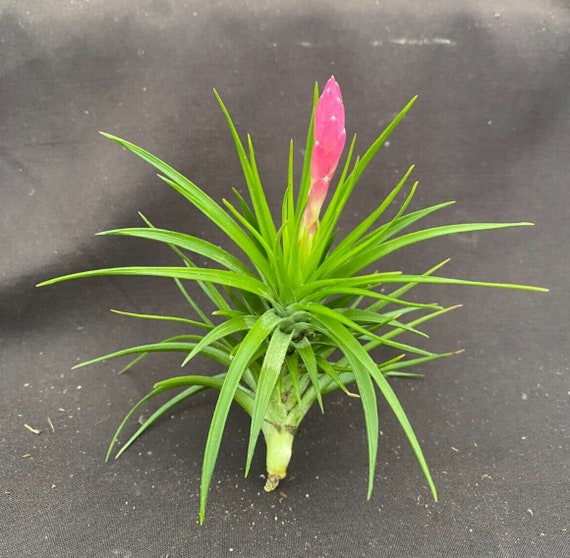 Tillandsia Tenuifolia 'emerald Forest' Easy to Grow Air Plant - Etsy