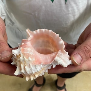 May include: A pink and white seashell with a large opening and intricate details. The shell has a smooth, glossy finish and a delicate, ruffled edge.