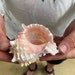 see more listings in the Sea Shells section