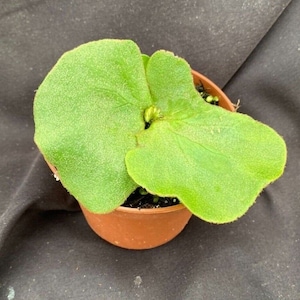 Platycerium elephantotis,  The Elephant Ear Staghorn Fern,  Rooted Plant Shipped in 3&quot; Pot