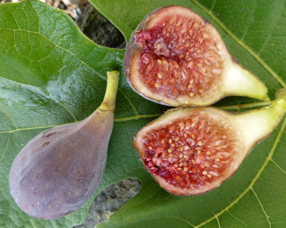 Celeste Fig, Also Known as Sugar Fig. Rooted Plant Shipped in 3